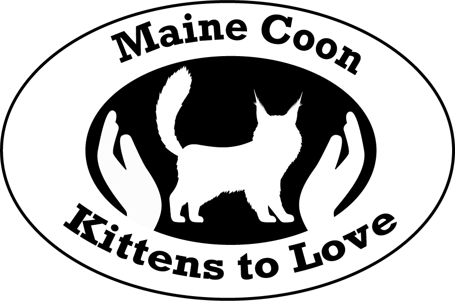 Maine Coon Kittens to Love