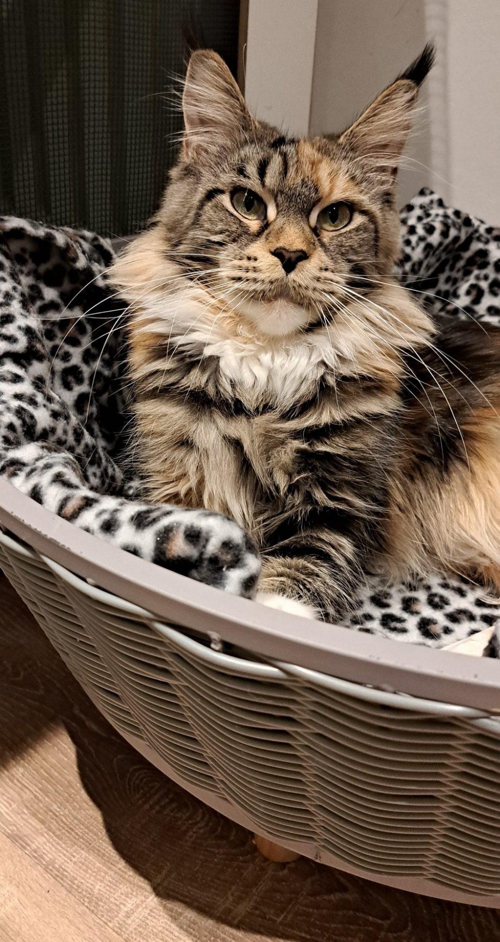 Maine Coon Kittens Maine Coon Kittens to Love