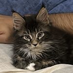 Alina Avatar