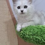 Tsvetanka Drunkova Avatar