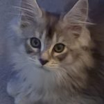 Rob Ross Avatar