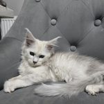 Michaela Majoros Avatar