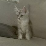 Leah Avatar