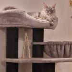 The Hon M.Moynihan Avatar