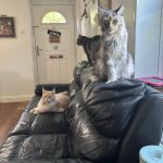 Michaela Springer Avatar