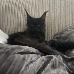 Samuel Christofi Avatar