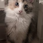 Emily Mitchell Avatar