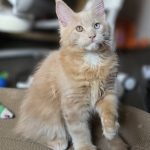 Clare Melbourne Avatar