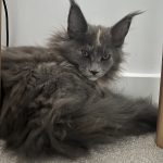 Sylwia Pukajlo Avatar