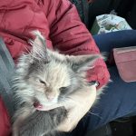 Kathy Scriven Avatar