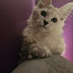 Emilia Zawisza Avatar